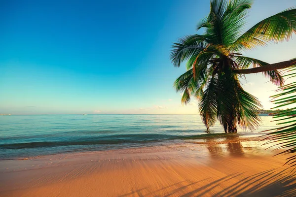 Palm Trees Tropical Beach Dominican Republic — Stock Photo, Image