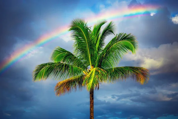 Palme Con Cielo Nuvoloso Arcobaleno — Foto Stock