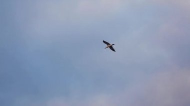 Deniz dalgaları üzerinde uçan martılar, bulutlarla gün doğumu