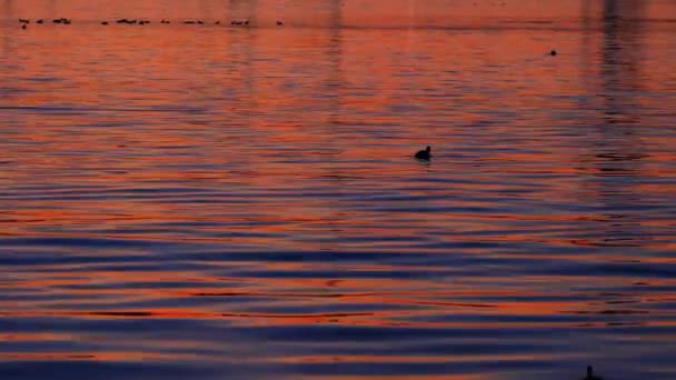 Водна Качка Плаває Морських Хвилях Заході Сонця — стокове відео