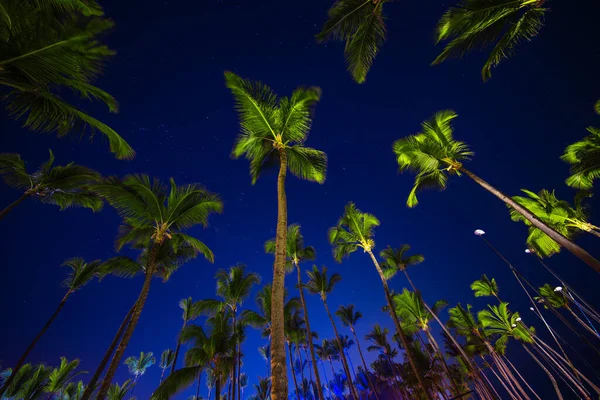 Tropische Nacht Lucht Kokosnoot Palmbomen Sterren — Stockfoto