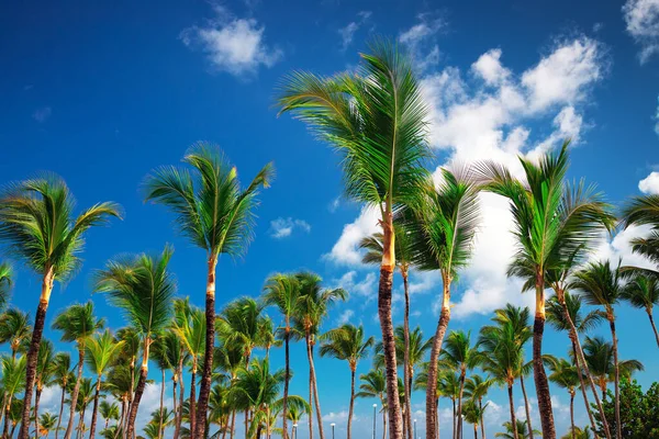 Palme Rocce Con Nuvole Sulla Spiaggia Tropicale Punta Cana Repubblica — Foto Stock