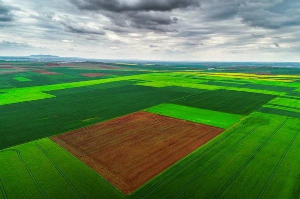 Vue Aérienne Printemps Sur Les Champs Colza Agricole — Photo