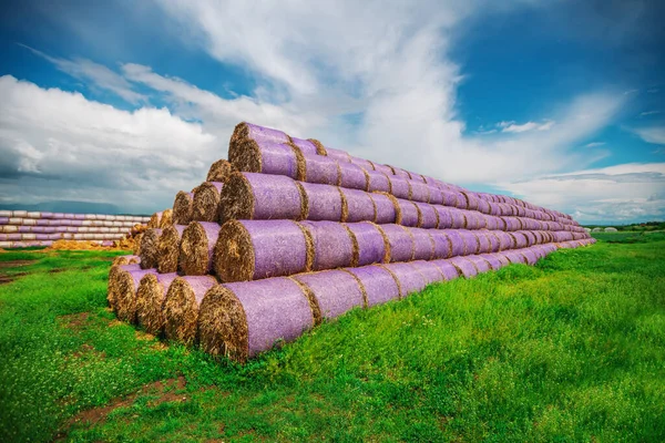 Okrągłe Haybales Podczas Zbiorów Krajobraz Lato Pod Błękitne Niebo — Zdjęcie stockowe