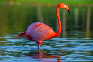 Flamingo gölde duruyor, gün batımı çok güzel.