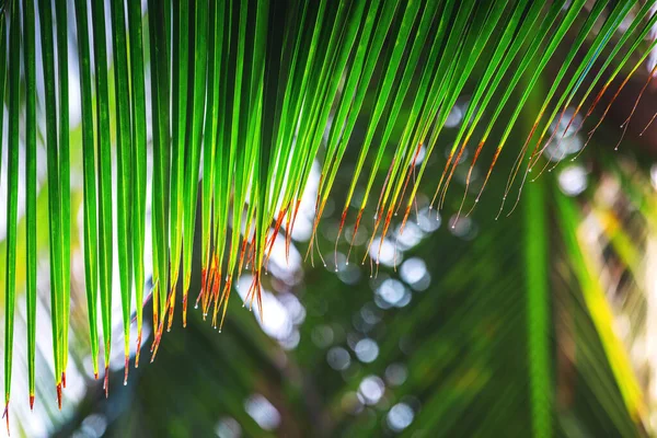 Foglie Palma Con Gocce Pioggia Come Sfondo Foresta Pluviale Tropicale — Foto Stock