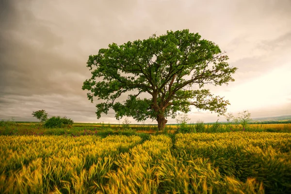 畑の木と空の劇的な雲 — ストック写真