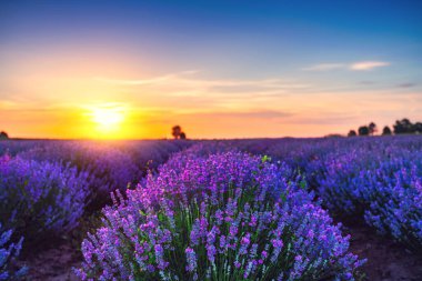 Tarlada panoramik görünümlü lavanta çiçeği