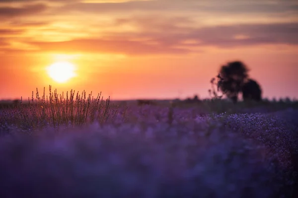 Lavendelblüte Auf Dem Feld — Stockfoto