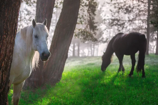 Cavalos Uma Floresta Nascer Sol Nebuloso — Fotografia de Stock