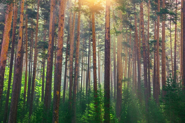Baum Wald Mit Sonnenlicht Die Sonne Scheint Durch Äste Von — Stockfoto