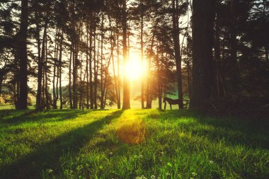 sisli ormandaki ağaçlar arasında güneş ışınları pour.