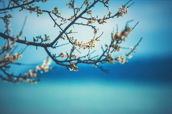 Arbre Fleurs Printemps — Photo