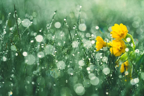 Piękny Żółty Stokrotka Kwiat Rano Rosa Płytka Głębia Ostrości — Zdjęcie stockowe