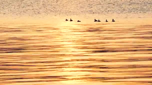 Плавание Маленькие Утки Воды Время Красивого Восхода Солнца Моря — стоковое видео