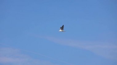 Uçan kuş, martı deniz dalgalarının üzerinde uçar.