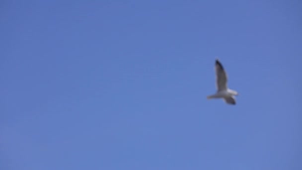 Gaviota Volando Por Mañana Sobre Las Olas Del Mar — Vídeo de stock
