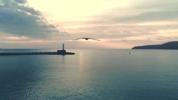 Ιπτάμενος Γλάρος Και Φάρος Στη Θάλασσα Στο Λιμάνι Της Βάρνας — Αρχείο Βίντεο
