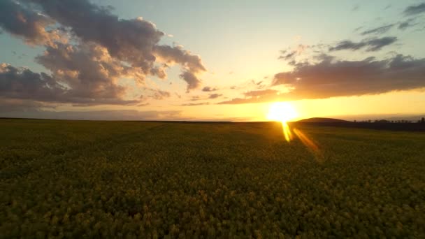 Pôr Sol Sobre Campo Colza Primavera Vista Aérea Drone — Vídeo de Stock