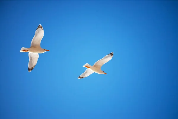 Ave Gaivota Voadora Céu Azul — Fotografia de Stock