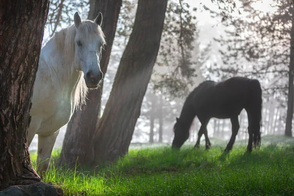 Horses Forest Misty Sunrise — Stock Photo, Image