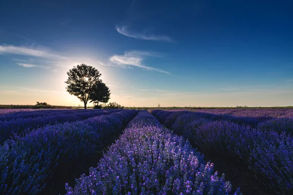 Träd Lavendelblomma Fältet — Stockfoto