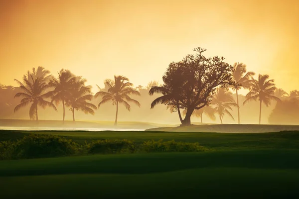 Silhouette Dell Albero Tropoico Nell Isola Tropicale — Foto Stock