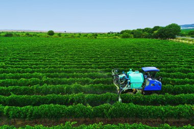 Avrupa 'daki üzüm bağlarına asma püskürten traktör..