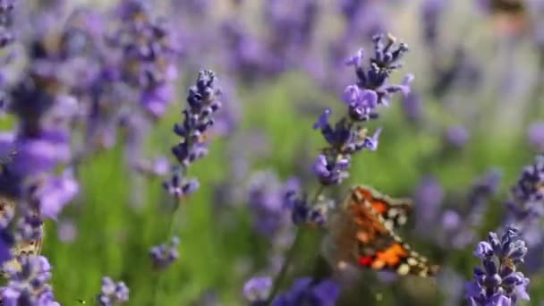 Лавандовые Цветы Поле Летящая Бабочка — стоковое видео