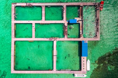 Yunuslar, köpekbalıkları, Karayipler 'deki deniz havuzu parkında vatoz. Balıklarla yüzmek. Hava görünümü.