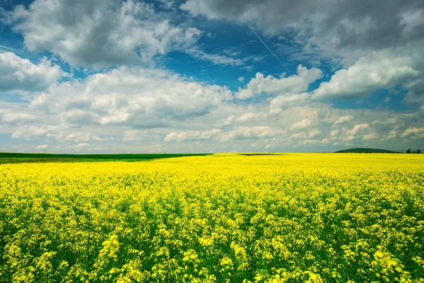 Campo Colza Amarelo Brilhante Primavera — Fotografia de Stock