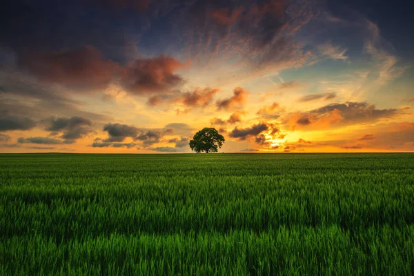 Baum Auf Dem Feld Und Dramatische Wolken Himmel — Stockfoto