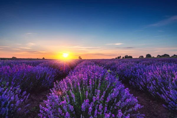 Flor Lavanda Campo Vista Panorâmica — Fotografia de Stock