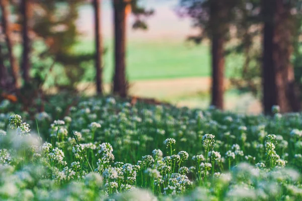 Grama Verde Manhã Cedo Com Nascer Sol Floresta Pinheiros — Fotografia de Stock