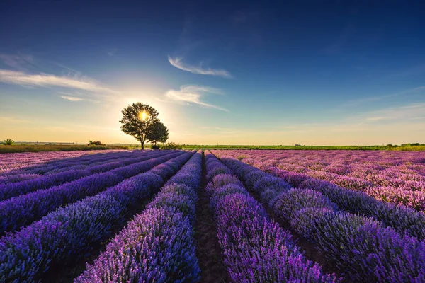 Lavendel Blomma Fältet Panoramautsikt — Stockfoto