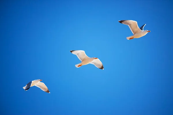 Ave Gaivota Voadora Céu Azul — Fotografia de Stock