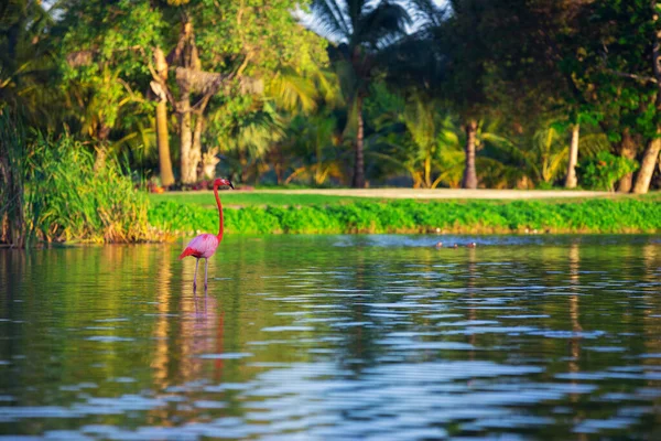 Flamingo Steht See Wunderschöner Sonnenuntergang — Stockfoto