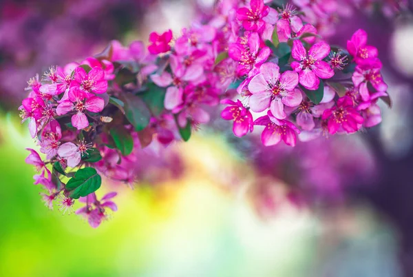 Close Das Flores Cereja Primavera Flores Sakura Rosa — Fotografia de Stock