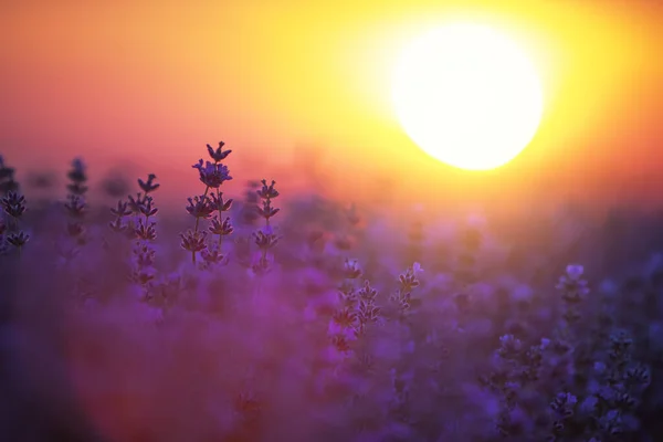 Lavendelblüte Auf Dem Feld — Stockfoto