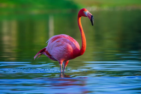 Flamingo Stojící Jezeře Nádherný Záběr Západ Slunce — Stock fotografie