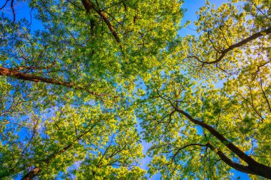 Güneşli, sisli bahar ormanlarında sabah vakti güzel doğa.