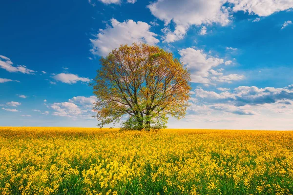 Campo Colza Con Árboles Flor Cielo Con Nubes — Foto de Stock