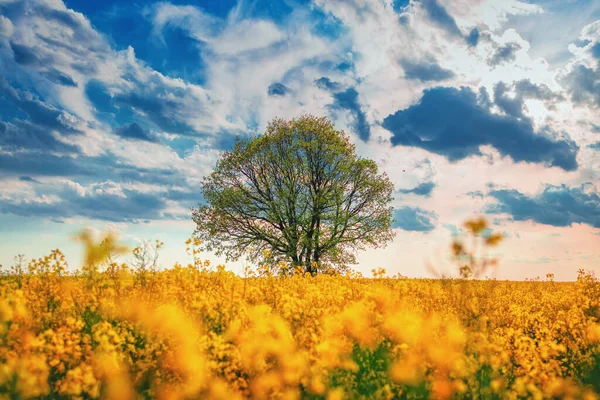Rapsfröfält Med Blommande Träd Och Himmel Med Moln — Stockfoto