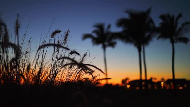Γήπεδο Γκολφ Στο Τροπικό Νησί Όμορφο Ηλιοβασίλεμα Φοίνικες Σιλουέτες Βίντεο — Αρχείο Βίντεο