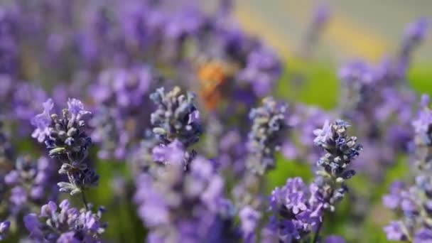 Lavendel Blommor Ett Fält Och Flygande Fjäril — Stockvideo