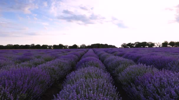 Lavendel Blühende Felder Endlosen Reihen Sonnenuntergang Landschaft — Stockvideo