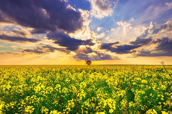 Rapsfeld Mit Blühenden Bäumen Und Wolkenverhangener Himmel — Stockfoto
