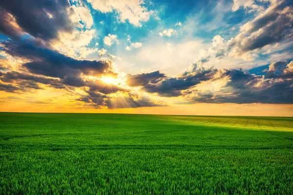 Пшеничне Поле Проти Блакитного Неба Драматичними Хмарами Сцена Сільського Господарства — стокове фото