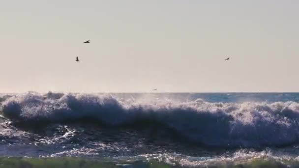 海の波 自由の鳥の上を飛ぶカモメ — ストック動画