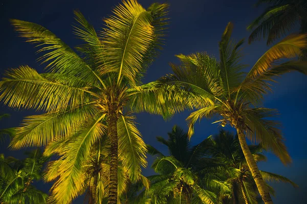 Trópusi Éjszakai Égbolt Kókuszpálmafák Csillagok — Stock Fotó
